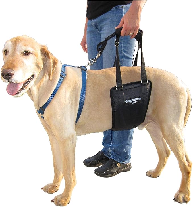 GINGERLEAD Dog Rear Support Sling Harness, M/LG Unisex with Cutout Fits Male & Female Dogs. Padded Hip Lifting Aid Helps Old Pets Walk, K9s Recover from TPLO Surgery. Integrated Leash. Made in U.S.A.