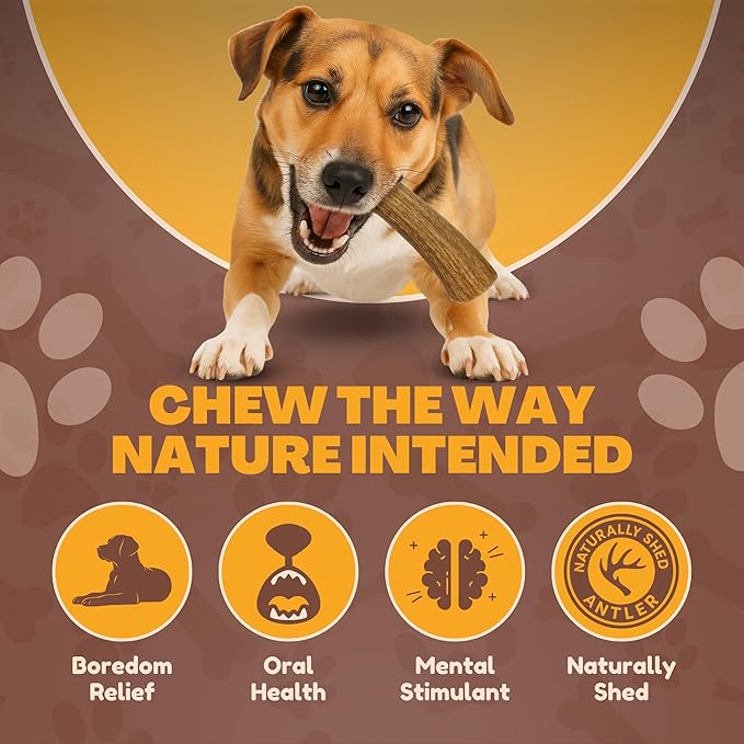 Whitetail Naturals Deer Antler Dog Chews (3 Pack Medium) - Long Lasting, Naturally Shed Whole Antlers for Dogs - Long Lasting Dog Bones for Power Chewers