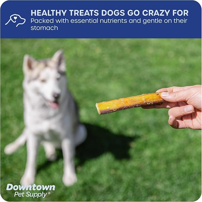Downtown Pet Supply USA-Made 12", 3 Lb. Jumbo Bully Sticks for Large Dogs - Rawhide Free Dog Chews Long Lasting and Non-Splintering - Single Ingredient, Low Odor Bully Sticks for Medium Dogs