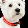 LED Dog Collar for XSmall Dogs & Toy Breeds – USB-C Rechargeable Light Up Dog Collar, Fully Waterproof Adjustable Glow Collar for Night Walking & Safety(Red,XS)