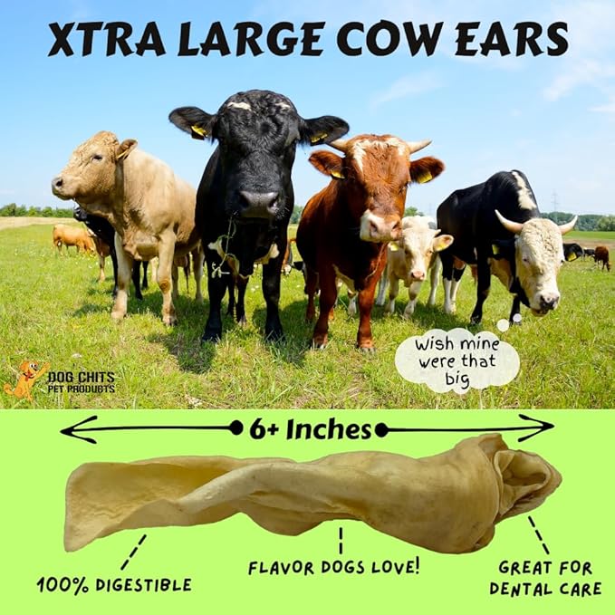 Dog Chits Cow Ears for Dogs – All Natural Cow Ear Dog Treats & Training Chews – High Protein, Low Fat – Thick Cut, Full-Sized – Dental Clean Crunch – for Medium & Large Dogs – Extra Large, 10 Pk