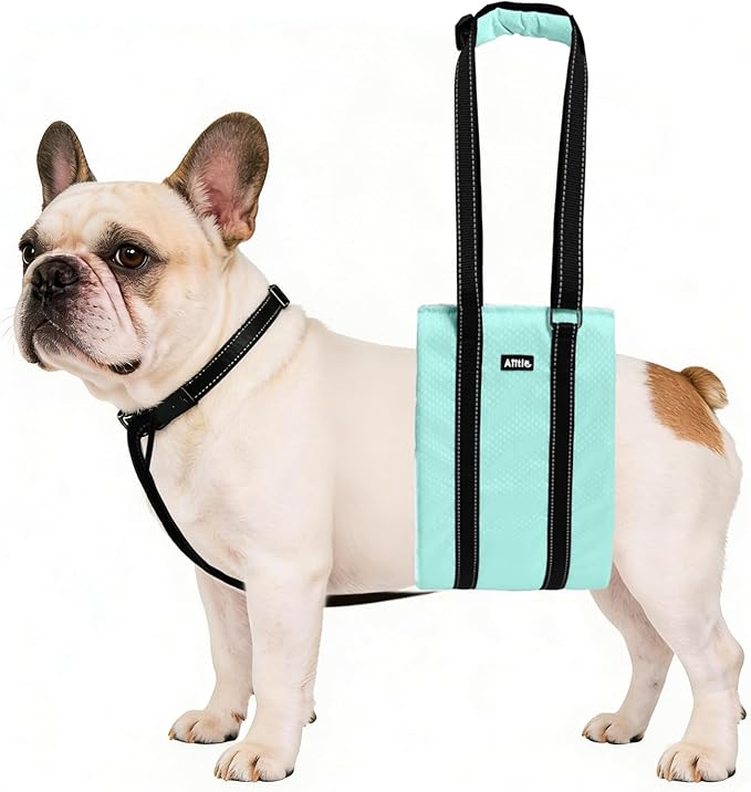 AIITLE Dog Slings for Small Dogs - Adjustable Reflective Dog Lift Harness with Anti-Slip Collar for Senior Dogs, Hind Leg Weakness, Hip Dysplasia, ACL Surgery (Turquoise, S)