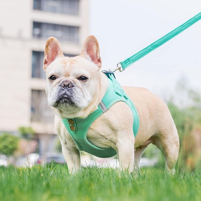 PUPTECK Dog Harness and Leash Set for Small Medium Dogs No Pull Step-in Soft Mesh Puppy Cat Vest Harnesses Reflective at Night, Denim Green L
