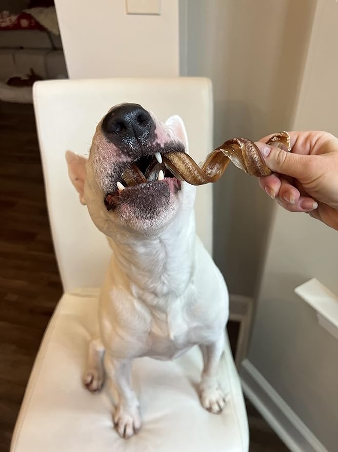 hotspot pets Curly Spring Bully Sticks for Dogs - (12 Pack) Premium All Natural Long Twisted Beef Pizzle Dog Chew Treats - Grain Free Fully Digestible Rawhide Alternative Snack - 6 Inch