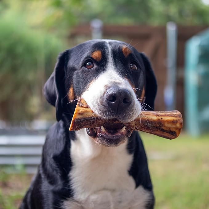 NATURE'S LOGIC Beef Hind Shank Bone - 7-8'' Long Chew - Collagen & Protein Source for Dog Dental Health & Occupation - Carnivore Appropriate Recreational Chewing & Dental Care - Large Hind Shank