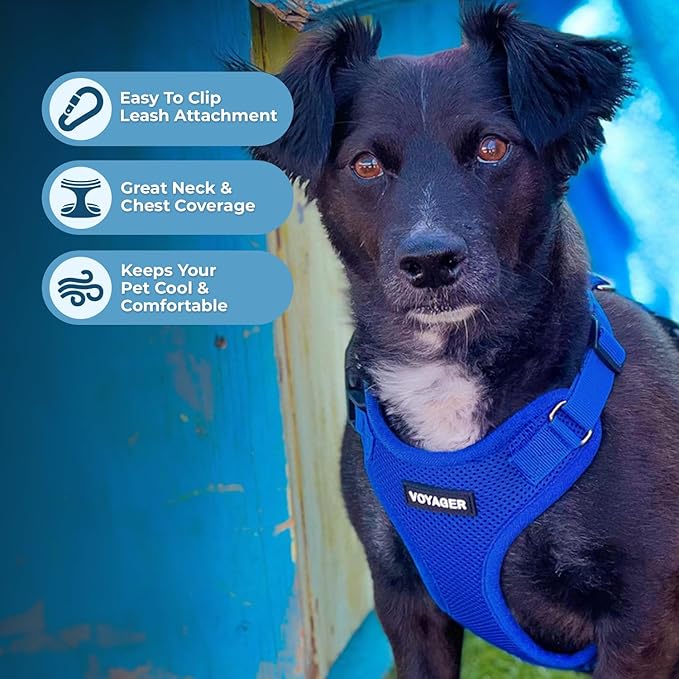 Best Pet Supplies Voyager Step-in Lock Pet Harness w Reflective Pet Leash Combo Set with Neoprene Handle 5ft - Supports Small, Medium and Large Breed Puppies/Cats - Royal Blue, S