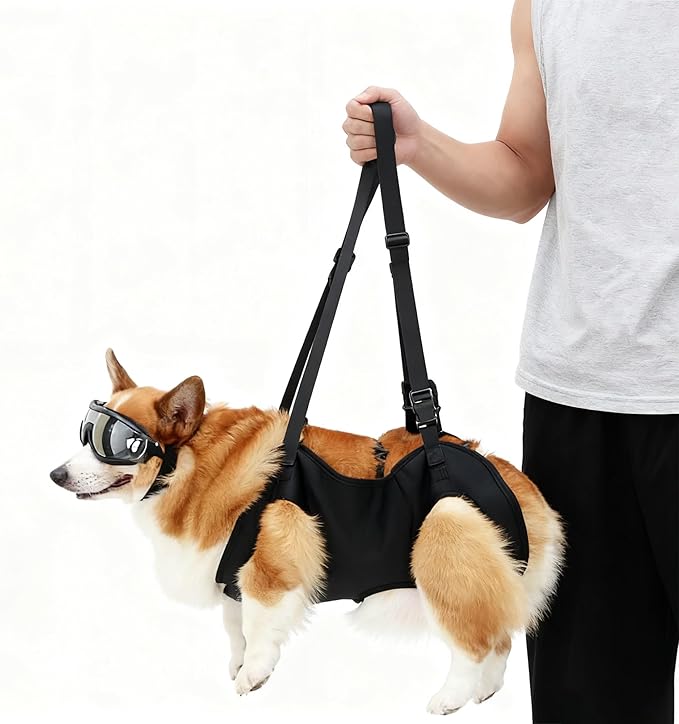Dog Support Harness for Large, Medium & Small Dogs, Rear Leg Mobility Aid and Walking Assist Sling, Ideal for Senior Dogs, Disabled Pets, Hip Dysplasia Or Post Surgery Care(M(26-35) pounds)