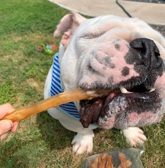 Beef Tendons for Dogs Made in USA. 6-10 Inch Grass Fed Farm-Raised American Beef Dog Treats. All Natural Dog Dental Chews. Grain Free Odor-Free Chews 5 Count