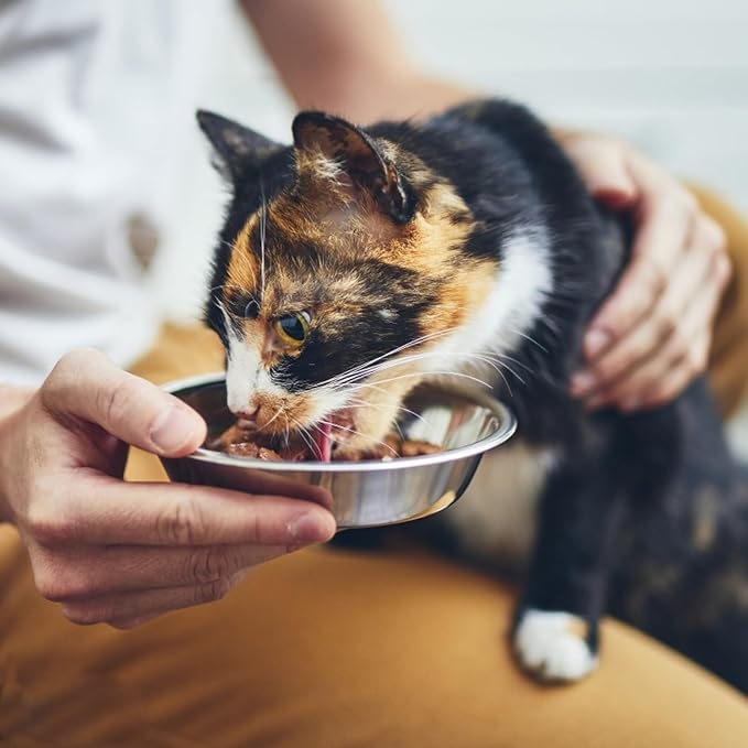 Stainless Steel Cat Bowls, Whisker Friendly Shallow Cat Food Bowls, Small Metal Pet Dish for Kittens and Indoor Cats, Basic Replacement Plates for Elevated Feeder Stands (5.5in-8Pcs)