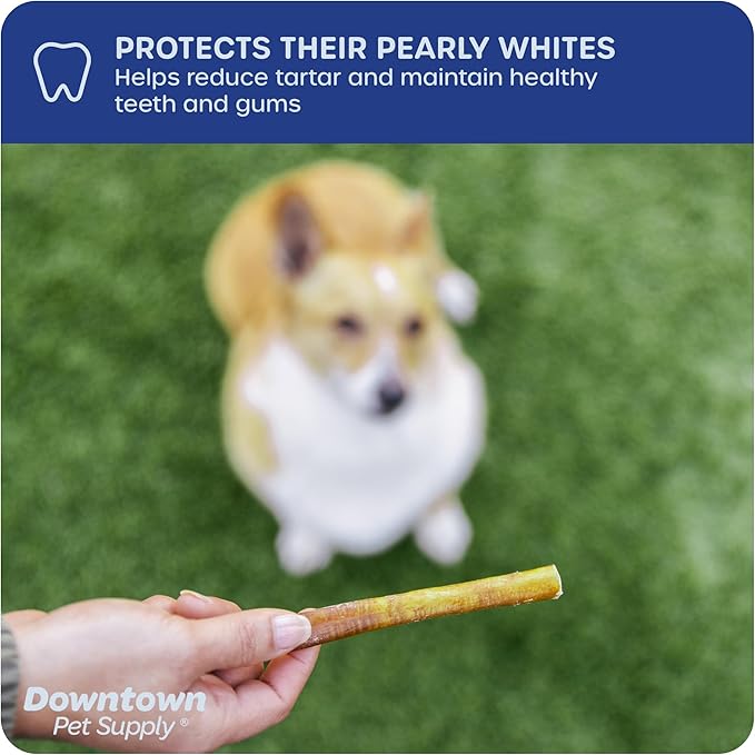 Downtown Pet Supply Bully Sticks for Dogs, Junior Size (6", 12-Pack) Rawhide Free Dog Chews Long Lasting Non-Splintering Pizzle Sticks - Low Odor Bully Sticks for Small Dogs