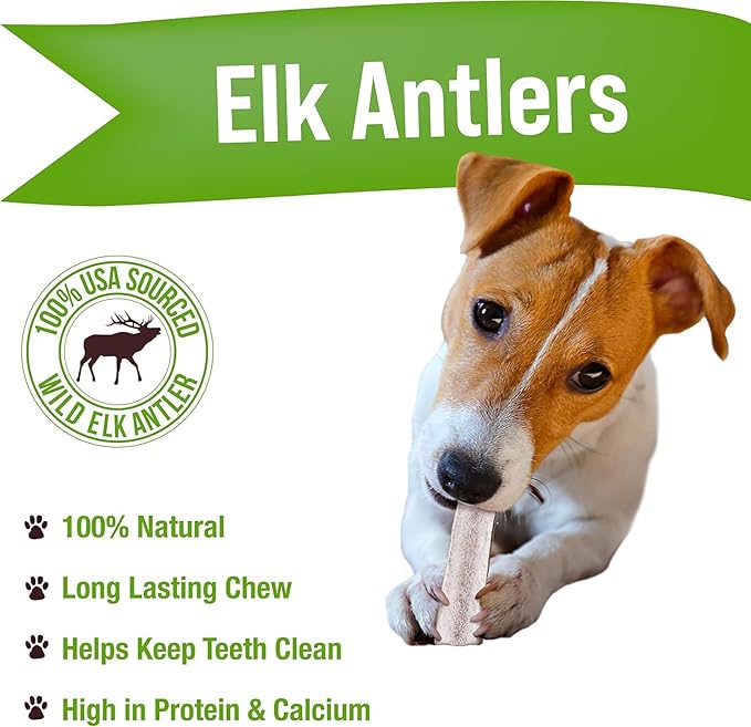 Buck Bone Organics Dog Chews, Elk Antlers for Dogs, Long Lasting Dog Bones for Aggressive Chewers, All Natural, No Preservatives, Wild Shed in The USA (Small 3 Pack)