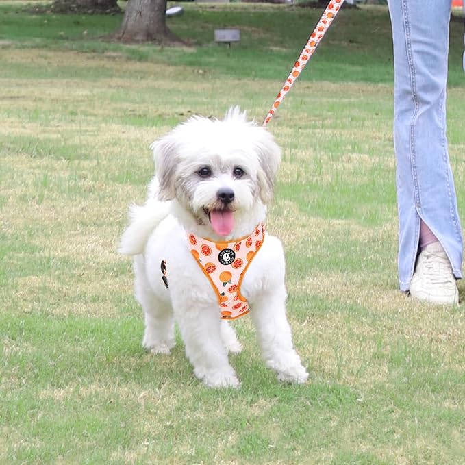 Dog Cat Harness and Leash Set, Puppia Soft Mesh Padded and Adjustable Puppy Vest Cute Dog Clothes Escape Proof Easy Walk Pet Accessories (Grapefruit, S (Neck 10.6"-13"; Chest 14"-19.6"))