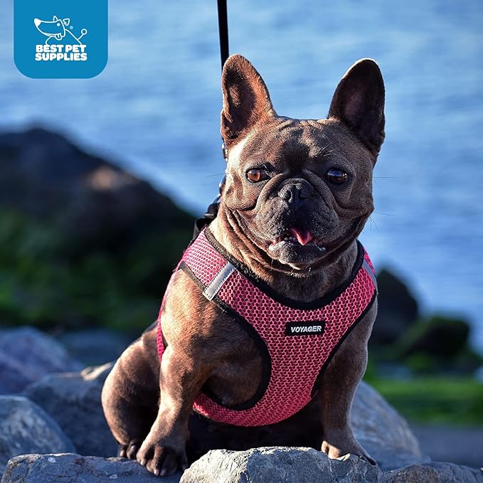 Best Pet Supplies Voyager Step-in Air Harness - All Weather Mesh, Reflective, No Pull Harness for Dogs, Cats - Secure with Hook & Loop Fastener, Buckle, Double D-Rings - Fuchsia 2-Tone, XS