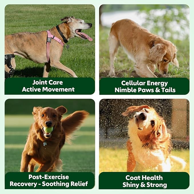 NMN Supplement for Dogs NAD+ Booster - Anti-Aging & Longevity Soft Chews for Senior Dogs with Resveratrol, CoQ10, Glucosamine & Omega-3-3-in-1 Cellular Energy, Joint & Skin Support