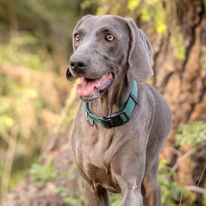 Blueberry Pet Essentials Matching Dog Collar and Leash Set in Verdant Green, Adjustable Classic Solid Color Nylon Collar with 5 ft Leash for Medium Dogs