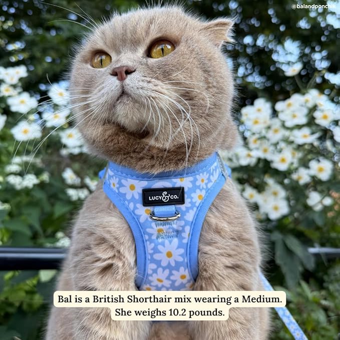 Lucy & Co. Simply Splendid Step-in Cat Harness & Leash Bundle – Reflective, Breathable & Adjustable Harness for Cats, Kittens & Small Dogs, Lightweight & Secure and Dual Leash Clips – Large