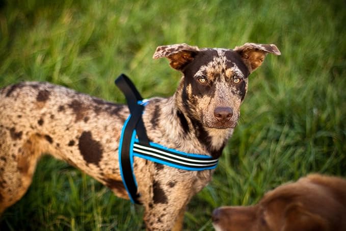 ComfortFlex Sport Dog Harness – No-Choke, Fully Padded, Non-Chafing Harness with Control Handle – Reflective, Lightweight, Adjustable for Active Dogs - Small, Saffron Yellow