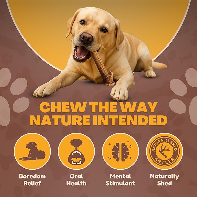 WhiteTail Naturals Deer Antlers for Dogs (1 lb Bulk Pack) Premium Antler Chews for Medium to Large Dogs – Grade A, Wild Sourced & Naturally Shed (Approx. 4-5 Count)