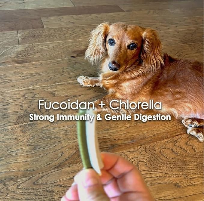 Fucoidan Functional Supplement Chew for Dogs - Immune System & Digestive Health Booster with Seaweed Superfoods Treats