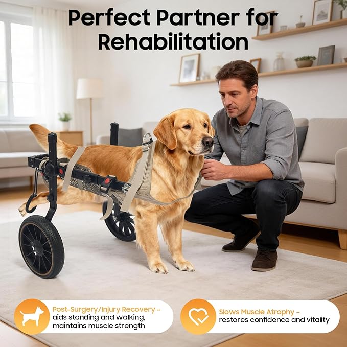 Adjustable Large Dog Wheelchair for Hind Legs | Rehabilitation Walking Aid with Harness & Large Wheels for Disabled & Senior Dogs, Up to 65kg/143lbs