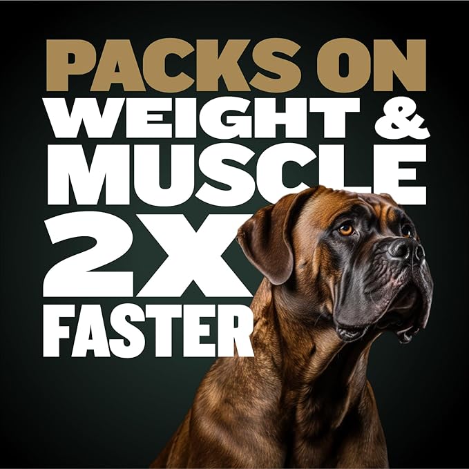 Bully Max Pro 2X High Calorie & High Protein Dry Dog Food for Puppy & Adult Dogs - Healthy Weight Gain & Muscle Building for Small & Large Breeds - Slow-Cooked, 600 Calories/Cup, Chicken Flavor, 16lb.