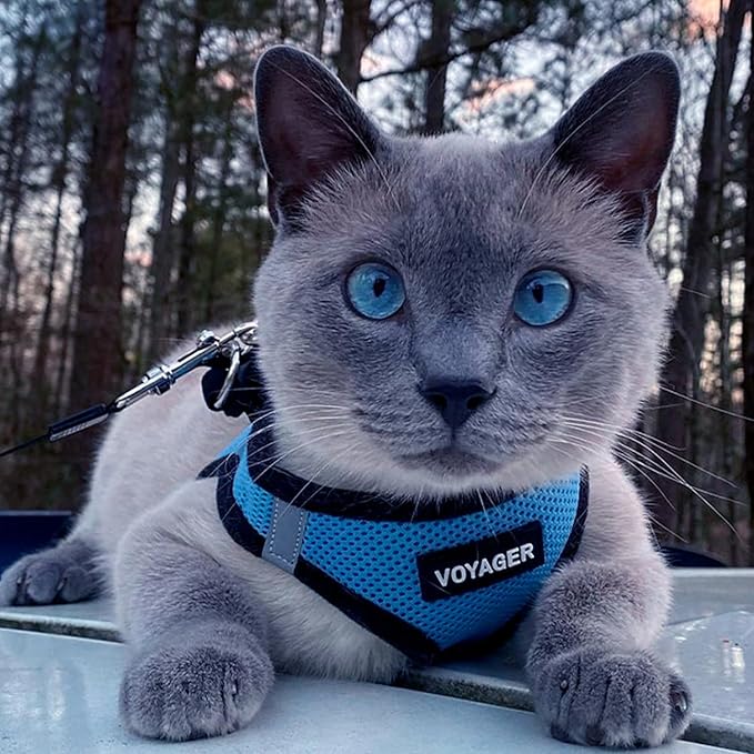 Best Pet Supplies - All Weather Mesh / Plush, Reflective, No Pull Harness for Small, Medium Dogs, Cats - Secure with Hook & Loop Fastener, Buckle, Double D-Rings - Baby Blue/Black Trim, M