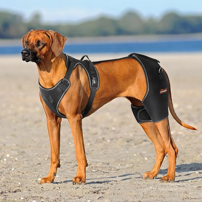 CHAMIN Dog Hip Brace with Back Handheld Design, Support for Hip Dysplasia, Arthritis, Back Leg limping, Reduce Hip Pain & Accelerated Recovery After Surgery etc(Large)
