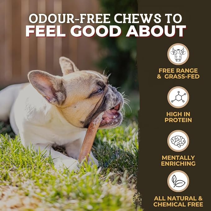 Bully Bunches Premium 12" Standard Odor-Free Bully Sticks for Medium & Large Dogs - Consistently Sized, Long-Lasting, Natural, Single-Ingredient 100% Beef Chews for Oral Health (10-Pack) Made in USA