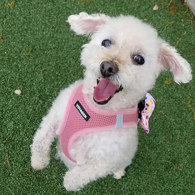 Best Pet Supplies Voyager Step-in Air All Weather Mesh Harness and Reflective Dog 5ft Leash Combo with Neoprene Handle, for Small, Medium and Large Breed Puppies - Set (Pink), Medium