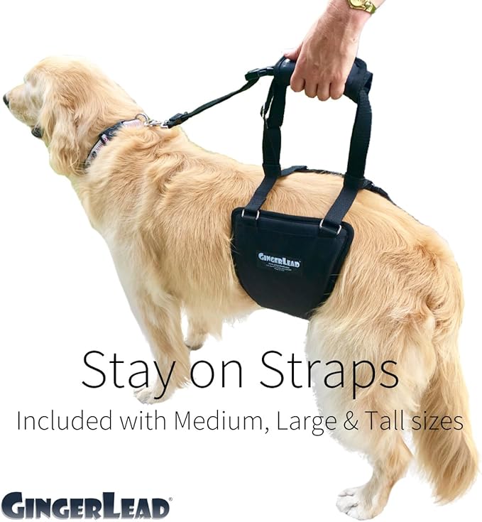 GINGERLEAD Dog Rear Support Sling Harness, M/LG Unisex with Cutout Fits Male & Female Dogs. Padded Hip Lifting Aid Helps Old Pets Walk, K9s Recover from TPLO Surgery. Integrated Leash. Made in U.S.A.