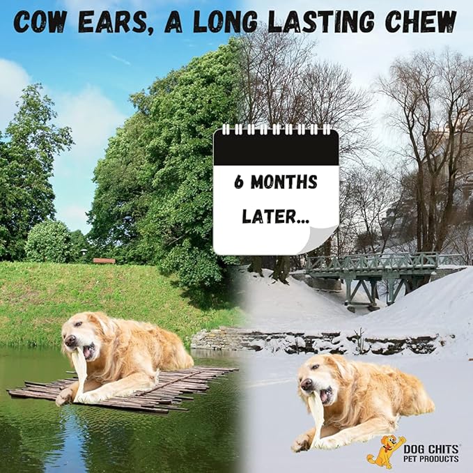 Dog Chits Cow Ears for Dogs – All Natural Cow Ear Dog Treats & Training Chews – High Protein, Low Fat – Thick Cut, Full-Sized – Dental Clean Crunch – for Medium & Large Dogs – Extra Large, 10 Pk