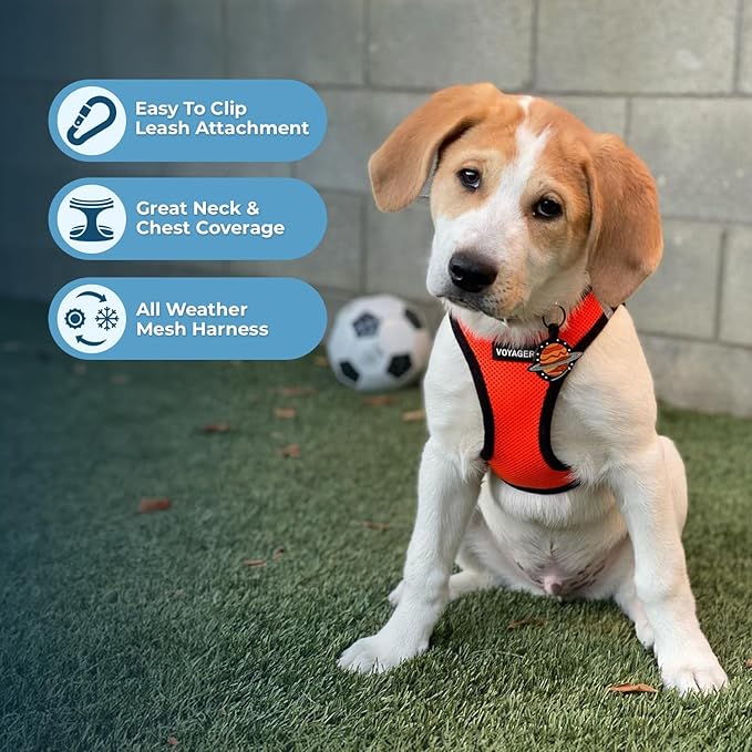Best Pet Supplies Voyager Step-in Air All Weather Mesh Harness and Reflective Dog 5ft Leash Combo with Neoprene Handle, for Small, Medium and Large Breed Puppies - Set (Orange/Black Trim), X-Large