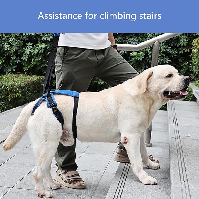 Adjustable Dog Rear Leg Harness, Breathable Mobility Aid for Elderly/Disabled Pets, Easy Stair Access Pet Rear Leg Harness Belt