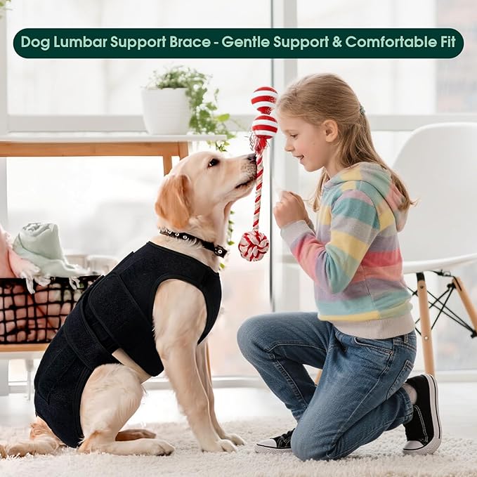 Dog Back Brace for IVDD & Spinal Recovery, Adjustable Breathable Support Vest Dog Lumbar Protector Helps Pain Relief, Pet Surgical Suit for Back Disease Prevention, Black XL