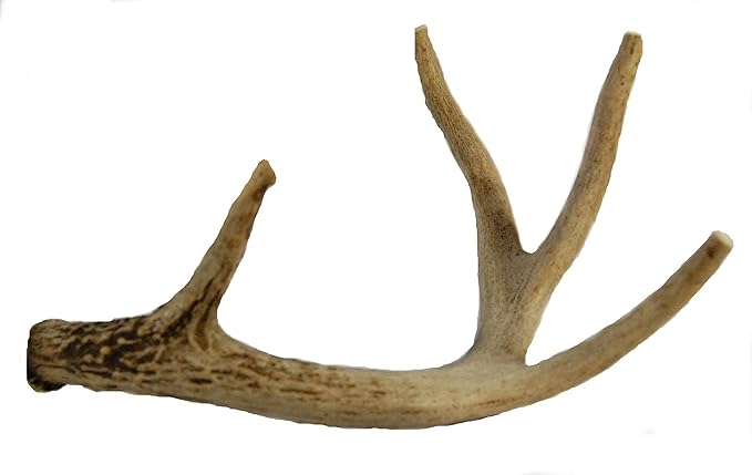 Whitetail Deer Antler Dog Chew, Medium, 8 Inches to 13 Inches Long, Natural, Healthy Long-Lasting Treat. for Medium to Large Size Dogs and Puppies.