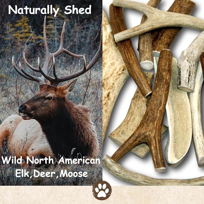 Premium Large Antler - ONE Pound (+/- an Ounce) Variety Pack - Top Dog Chews