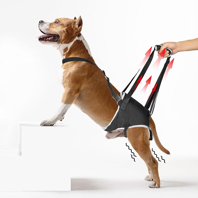 Dog Lift Harness - Post Surgery Support for Senior Dogs & Hip Dysplasia, Adjustable Sling for Small/Medium/Large Dogs, Potty-Friendly & No-Slip Design with Reflective Safety, M