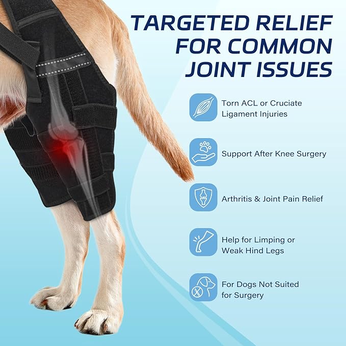 Dog Knee Brace for Torn ACL Hind Leg, Dog Leg Braces Helps with Torn CCL, Luxating Patella, Ligament Injuries, Hip Dysplasia, M
