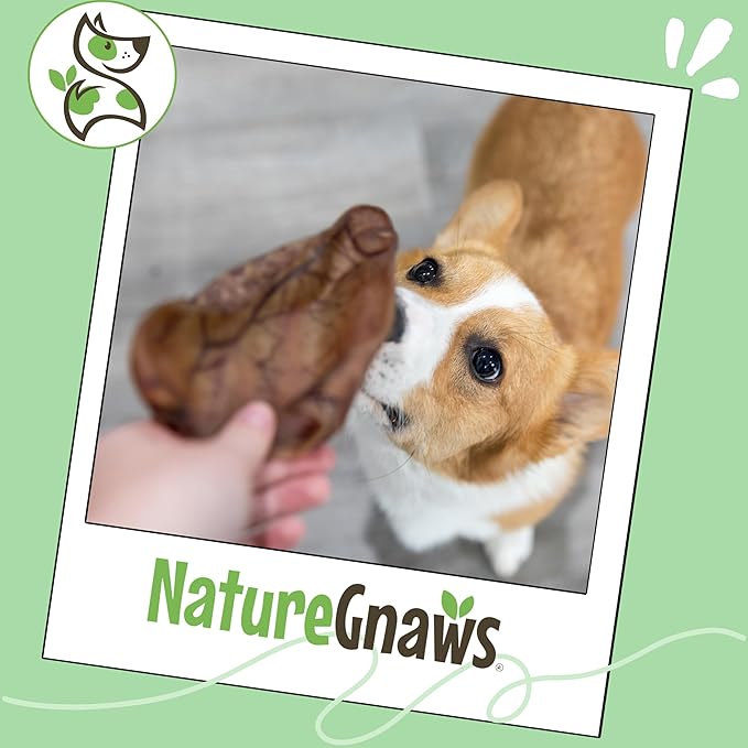 Nature Gnaws USA Pig Ears for Dogs (10 Count) - Thick Long Lasting for Aggressive Chewers and Large Dogs - Premium Natural Pork Dog Chew Bones - Rawhide Free