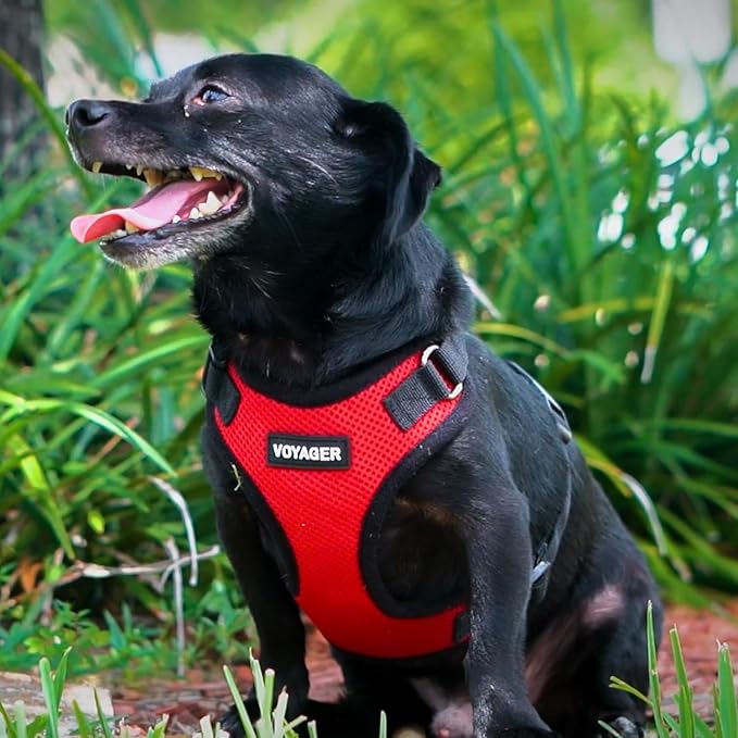 Best Pet Supplies Voyager Step-in Lock Pet Harness w Reflective Pet Leash Combo Set with Neoprene Handle 5ft - Supports Small, Medium and Large Breed Puppies/Cats - Red/Black Trim, XL