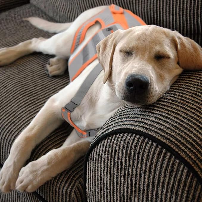 Dog Back Brace for Arthritis, Dog Hip Brace for IVDD, Frame Support Harness for Back，Keeps The Back Stable and Reduces Movements and Pains（M）