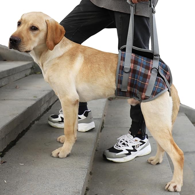 Dog Front/Hind Legs Lift Sling, Mobility Aid Assistance Hip/Joint Support Recovery for Senior Disabled Injured Dog Harness (Blue hindleg,Small)
