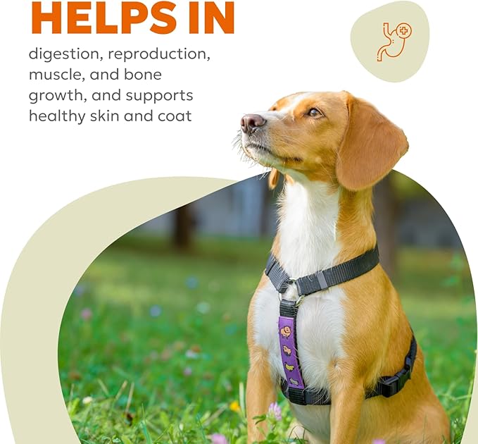 Daily 10-in-1 Dog Wellness Chews – Joint, Gut, Immune, Skin & Coat, Energy & Vitality Support – Glucosamine, Probiotics, Salmon Oil & Turmeric – 60 Soft Chews