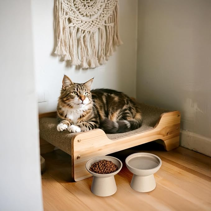 CEEFU Extra Wide Elevated Ceramic Cat Bowl - 6.2" Shallow Dish for Whisker Fatigue Relief, 5" Height for Easy Feeding, Lead & Cadmium Free, Durable Raised Cat Food Bowls, Pottery Clay (Not Glazed)