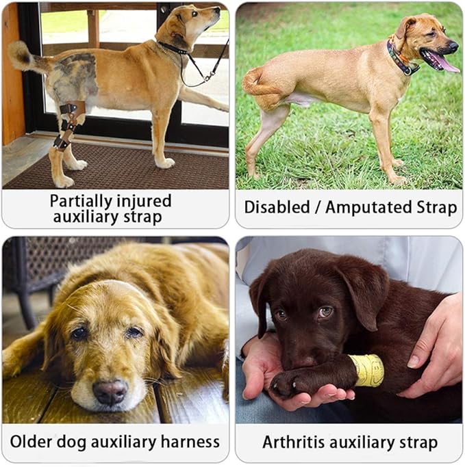 HongGun Pet Lift Support Harness, Dog Auxiliary Belt Front Disability Injury Old Dog Support Harness Injured Dogs Walking for Medium Dogs Large Dogs (XL:Orange)