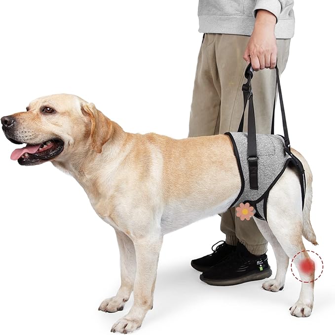 ROZKITCH Dog Lift Harness, Pet Rear Support Aid Veterinarian Approved Sling for Old K9 Help with Poor Stability, Back Leg Hip Disabled Joint Injury Elderly Arthritis ACL Rehabilitation Rehab Grey XL
