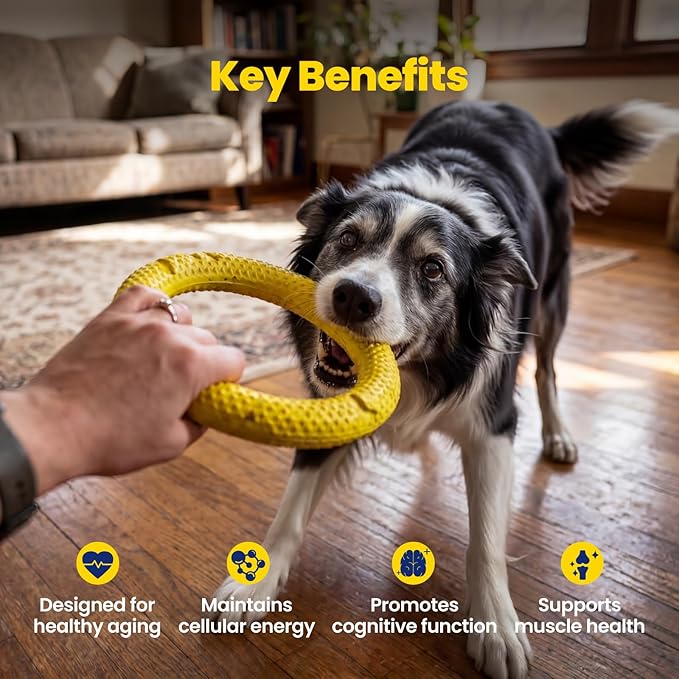 NAD+ Precursor & Senior Dog Supplement - 90 Soft Chews - NMN Alternative for Longevity & Healthy Aging - Nicotinamide Riboside, Resveratrol, Quercetin - Filet Mignon Steak Flavor