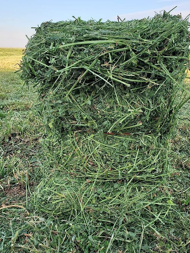 Bunny Honey Bulk Fresh Alfalfa Hay 80oz USDA Organic Alfalfa Hay for Baby Bunnies - Best Cut & Delivered Fresh - Promotes Healthy Digestive Function - 5 Pound