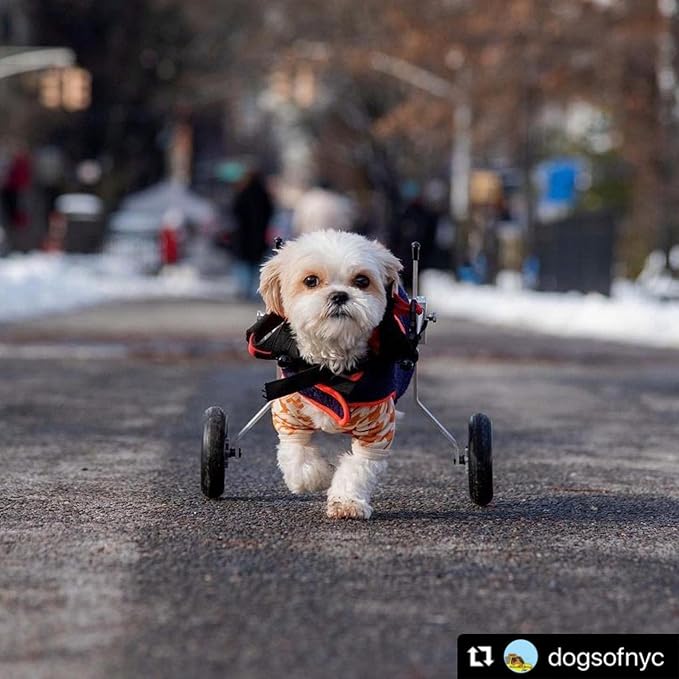 Best Friend Mobility Dog Wheelchair - XX-Small Size