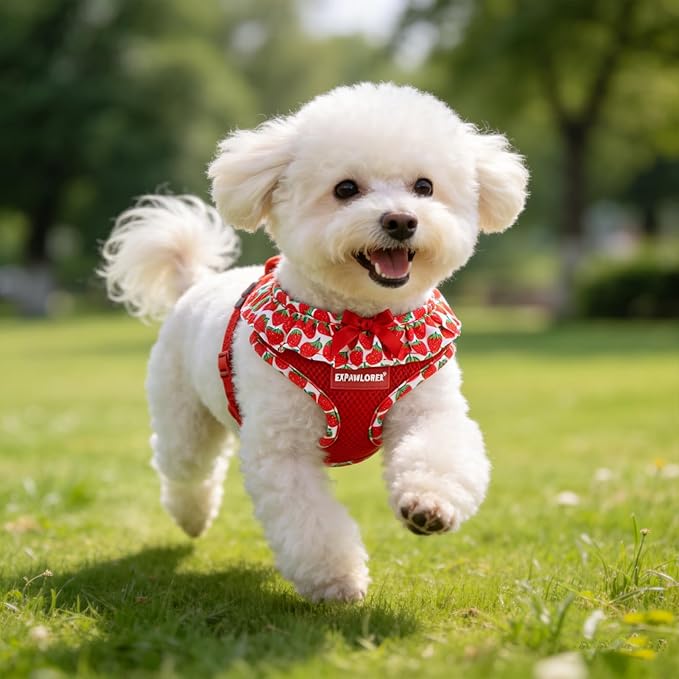 EXPAWLORER Cute Dog Harness Collar Leash Set - Red Girl Dog Harness Checkered Step-in Design, Adjustable No-Choke Lightweight Mesh Vest for Cats Puppy Small Dogs, Strawberry XS